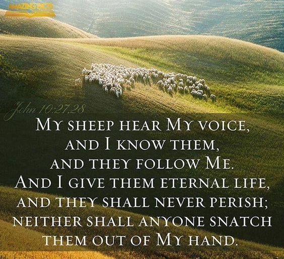 2e26780130f3a7cd091993e8d20e907e--sheep-scriptures